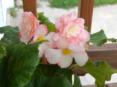 DSCN4432.JPG