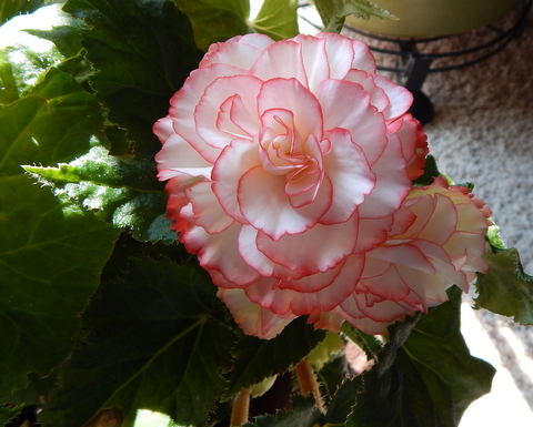 DSCN4453.JPG