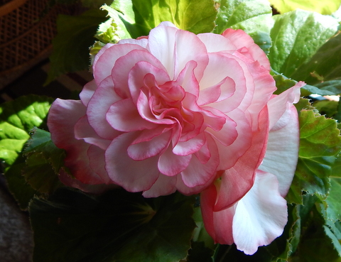 DSCN4454.JPG