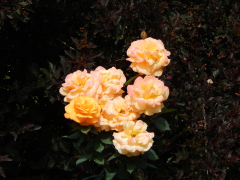 DSCN4510.JPG