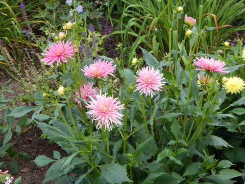 DSCN4537.JPG