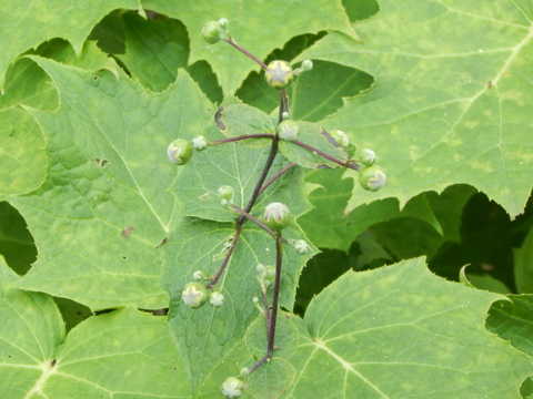DSCN4556.JPG