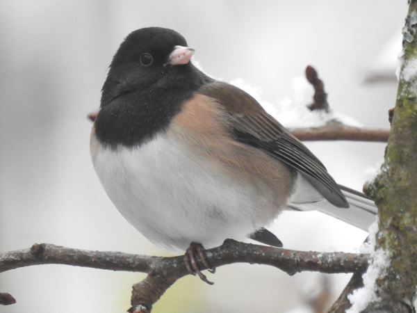 DSCN6181.JPG