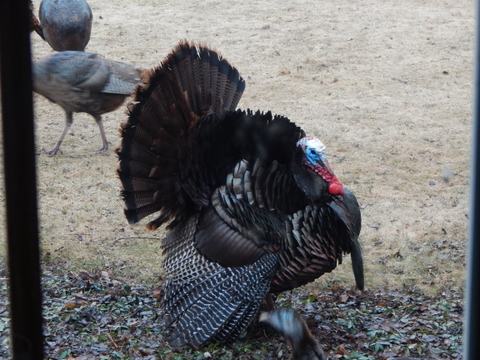 DSCN6597.JPG