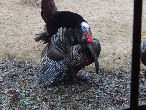 DSCN6598.JPG