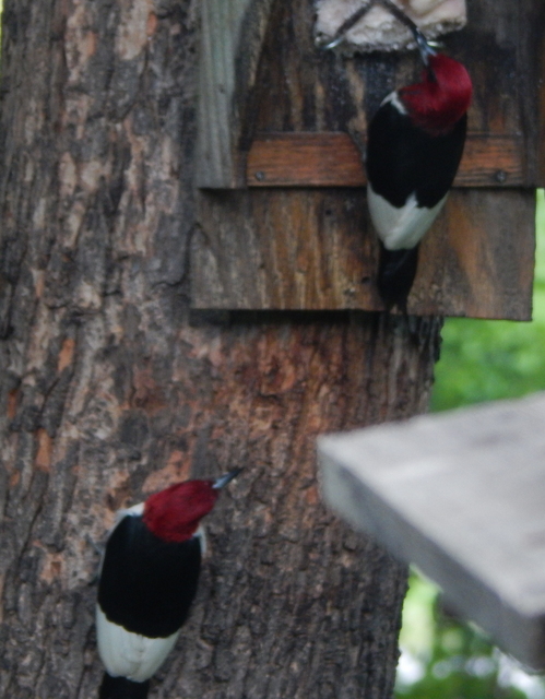 DSCN6846.JPG