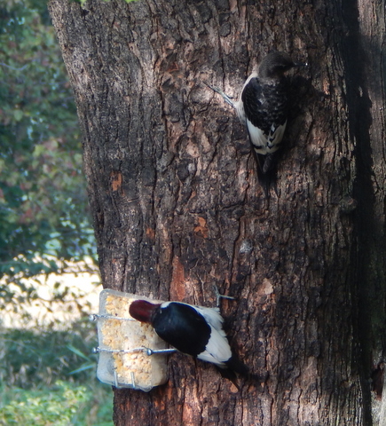 DSCN6901.JPG