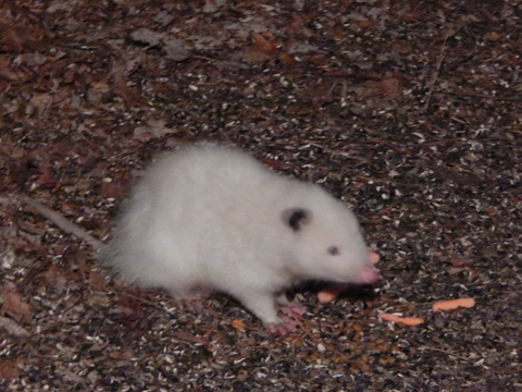 DSCN7220.JPG