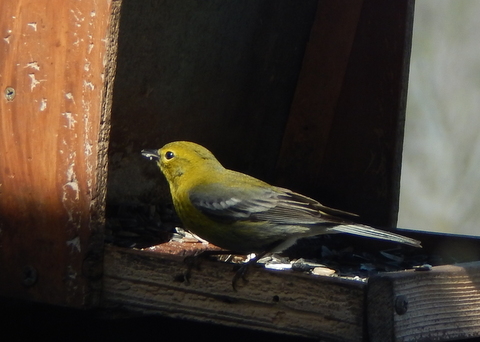 DSCN7406.JPG