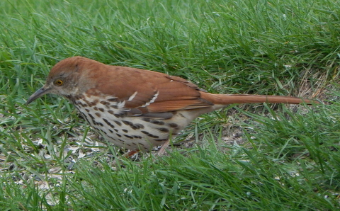 DSCN7419.JPG