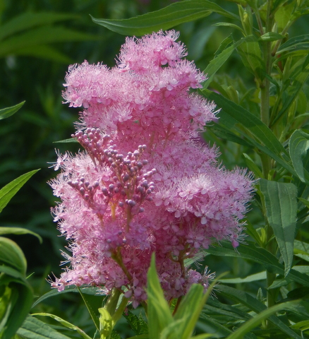 DSCN7460.JPG