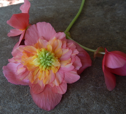 DSCN7485.JPG