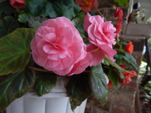 DSCN7489.JPG