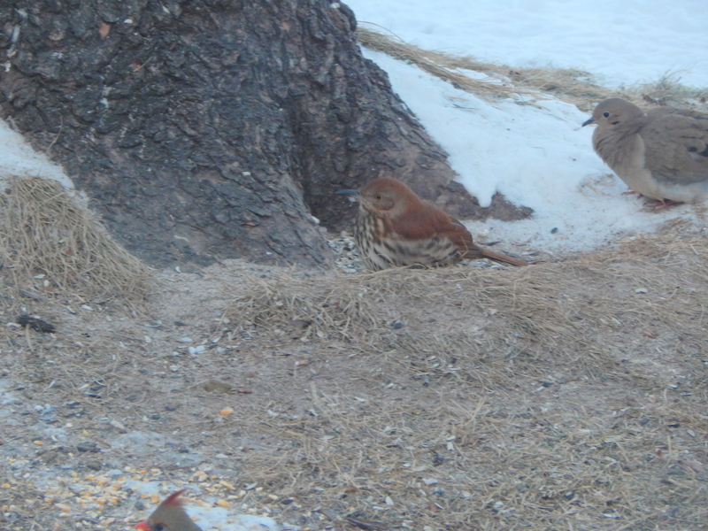DSCN7536.JPG