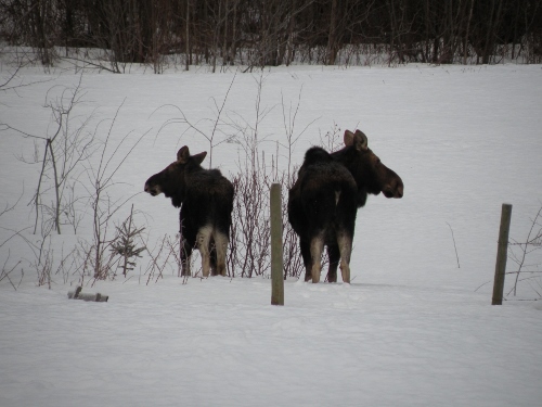 DSCN7594 (500x375).jpg