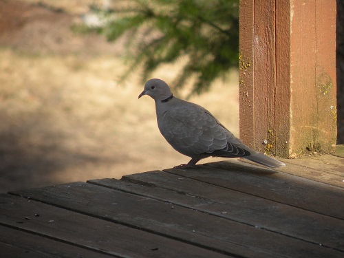 DSCN7792.JPG