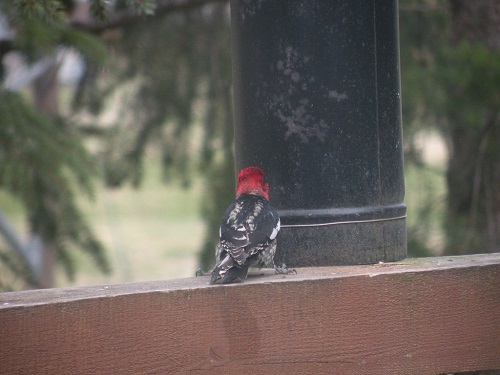 DSCN7832.JPG