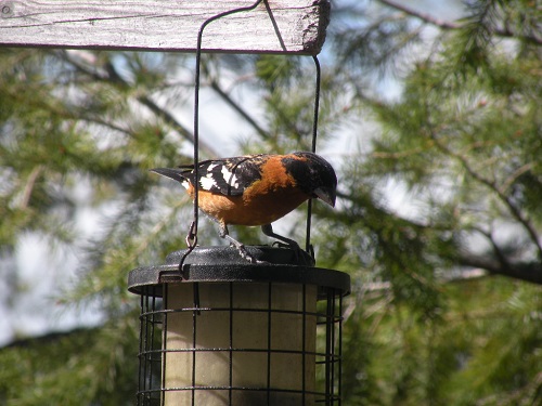 DSCN8353.JPG