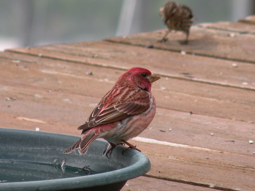 DSCN8383.JPG