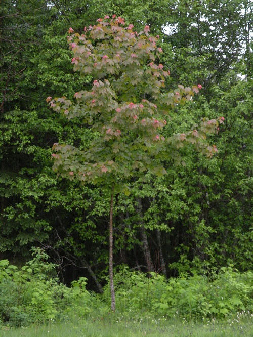 DSCN8435.JPG