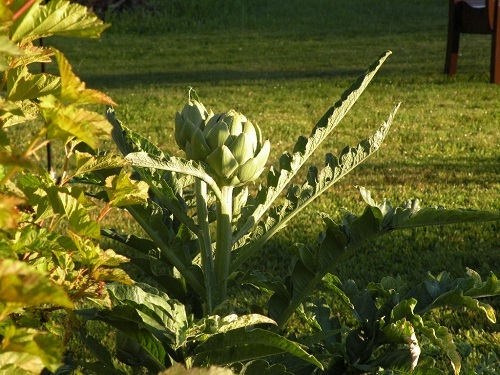 DSCN8676.JPG