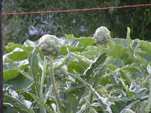 DSCN9065.JPG