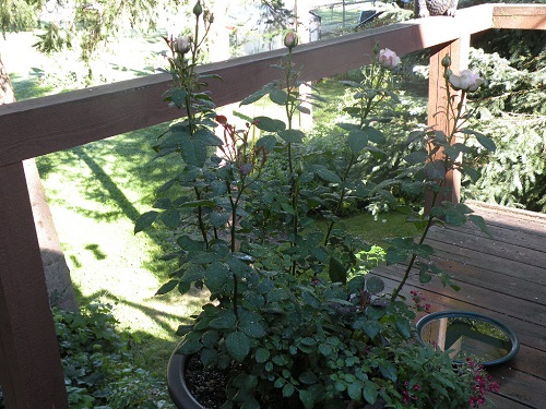 DSCN9087.JPG