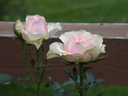 DSCN9161.JPG