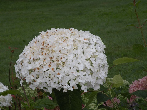 DSCN9185.JPG