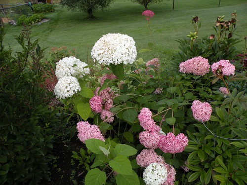 DSCN9186.JPG