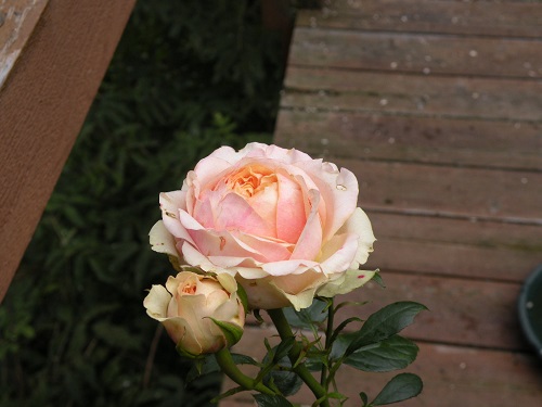 DSCN9194.JPG