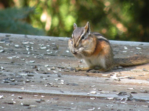 DSCN9207.JPG