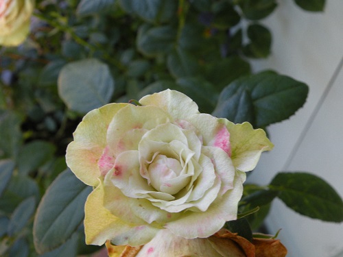 DSCN9308.JPG