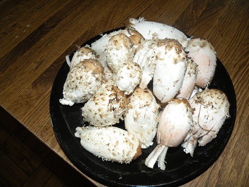 DSCN9483.JPG