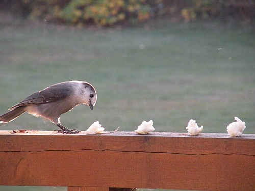 DSCN9567.JPG