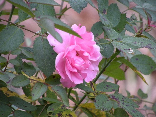 DSCN9600.JPG