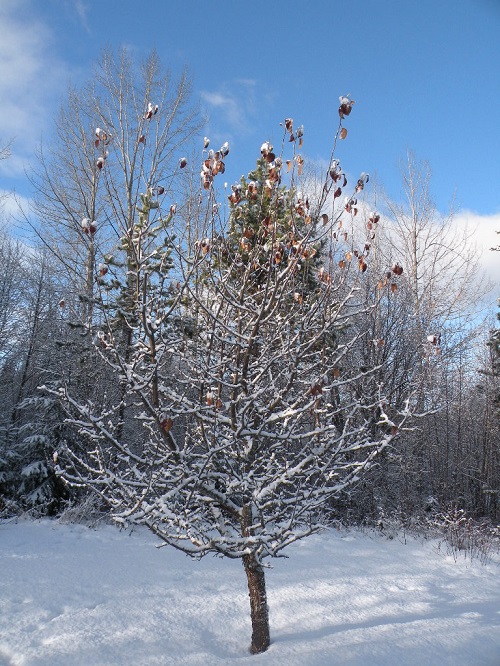 DSCN9808.JPG