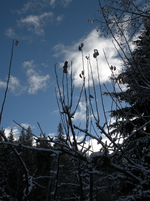 DSCN9812.JPG