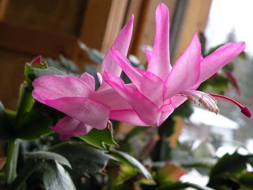 DSCN9828.JPG