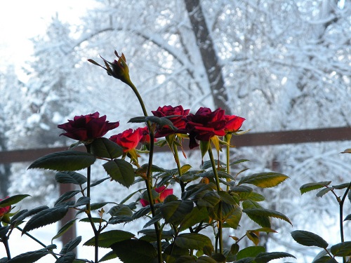 DSCN9838.JPG