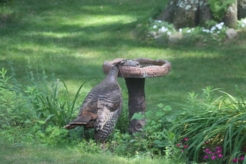 duck.jpg