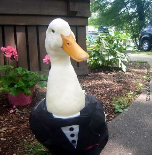 duck-tux.jpg