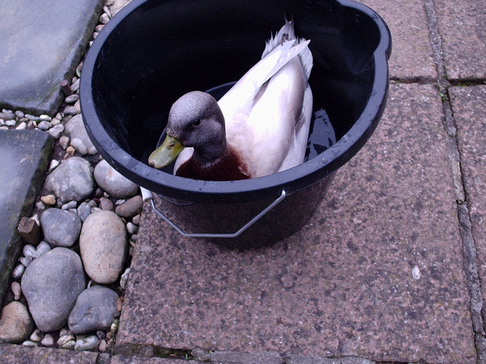 Duck Water short.JPG