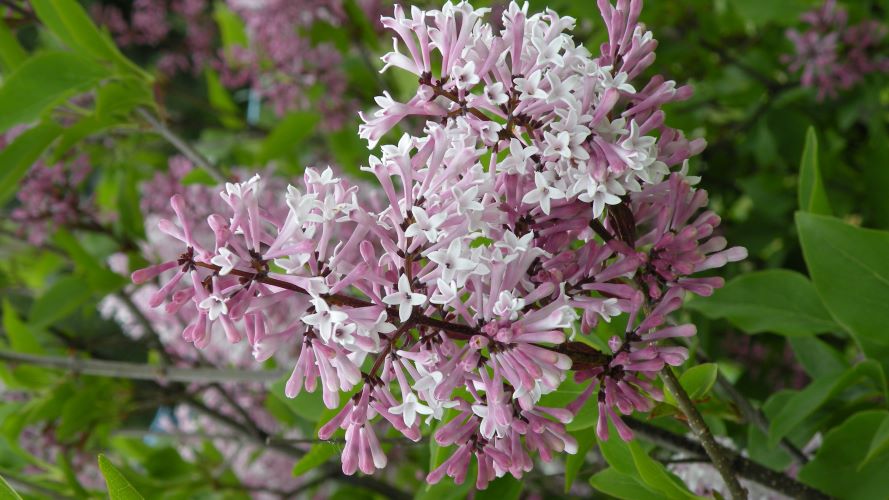 dwarf lilac blooming.JPG