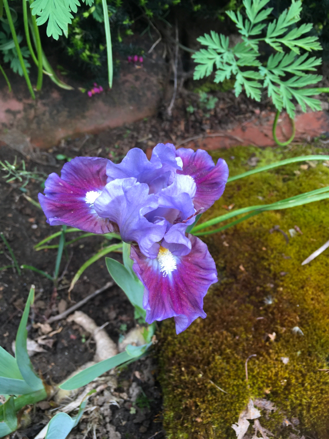 E64AA71C-573D-400D-9CBB-ED8CDAA801C0.jpeg