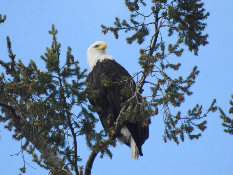 Eagle (2).jpg