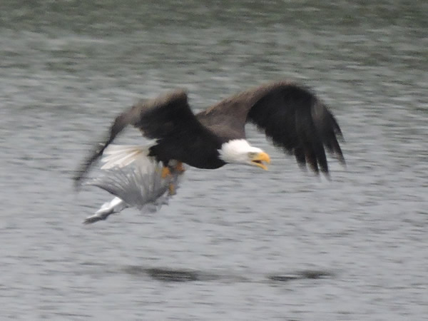 eagle , gull.jpg
