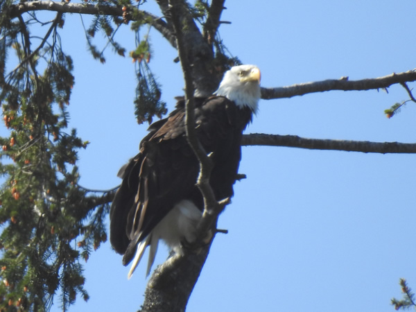 eagle.jpg