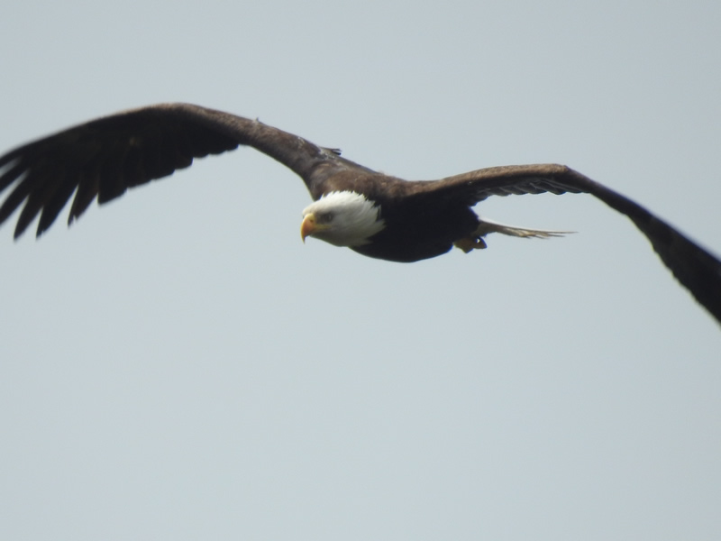 eagle23 may.jpg