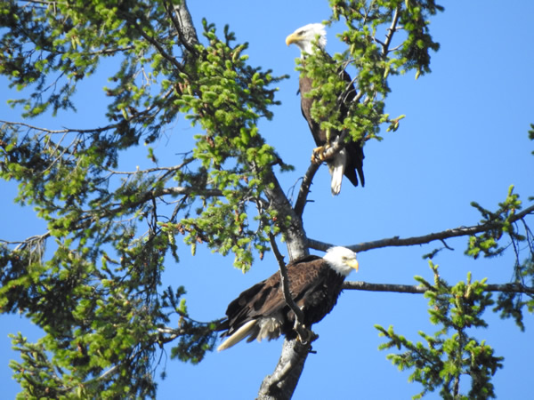 eagles.jpg